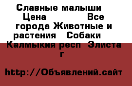 Славные малыши! › Цена ­ 10 000 - Все города Животные и растения » Собаки   . Калмыкия респ.,Элиста г.